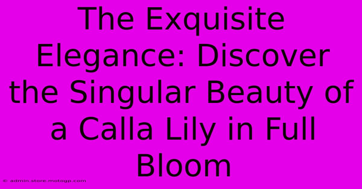 The Exquisite Elegance: Discover The Singular Beauty Of A Calla Lily In Full Bloom