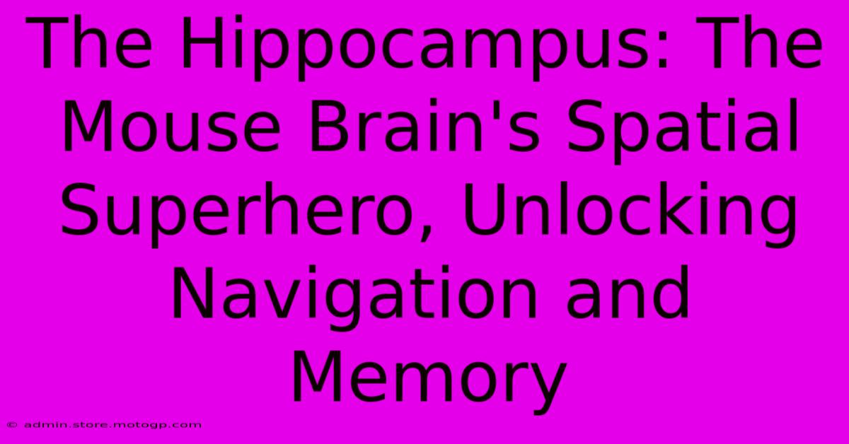 The Hippocampus: The Mouse Brain's Spatial Superhero, Unlocking Navigation And Memory