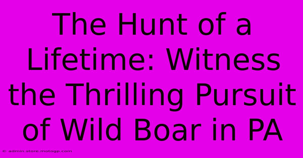 The Hunt Of A Lifetime: Witness The Thrilling Pursuit Of Wild Boar In PA