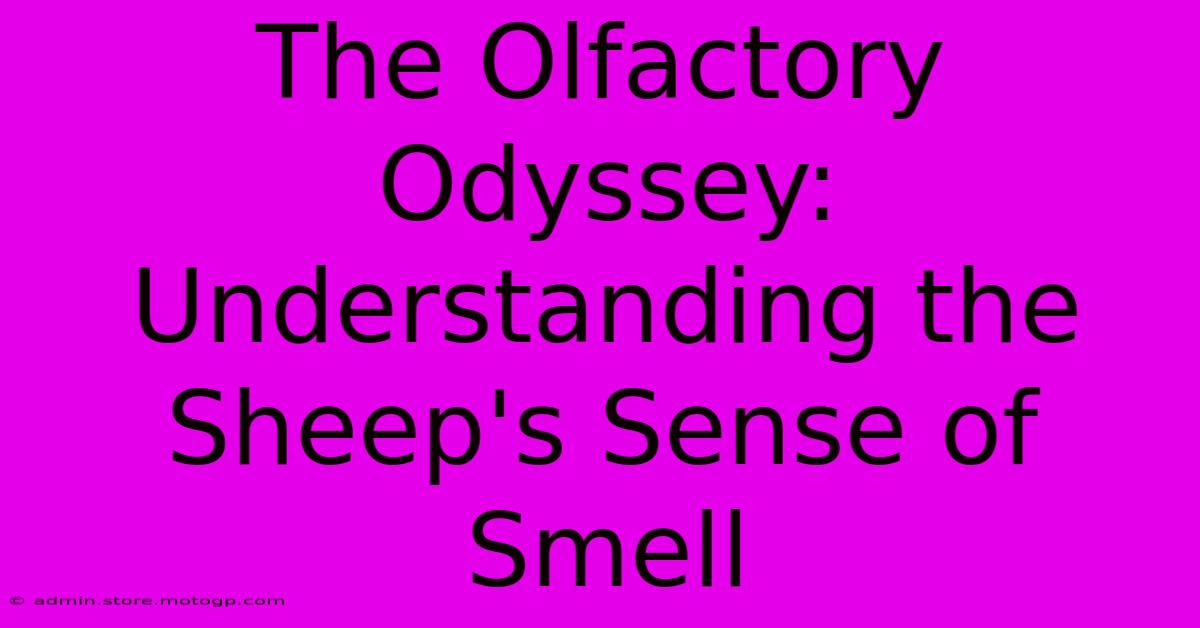 The Olfactory Odyssey: Understanding The Sheep's Sense Of Smell