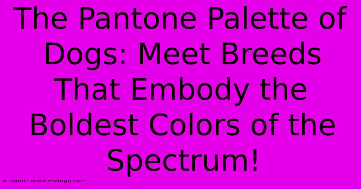 The Pantone Palette Of Dogs: Meet Breeds That Embody The Boldest Colors Of The Spectrum!