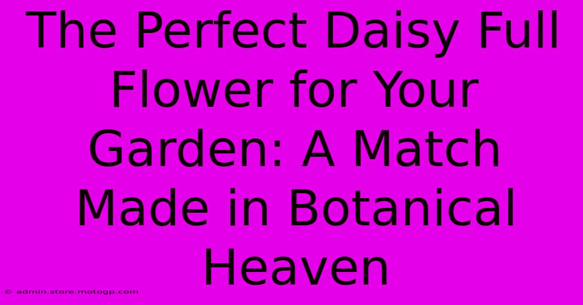 The Perfect Daisy Full Flower For Your Garden: A Match Made In Botanical Heaven