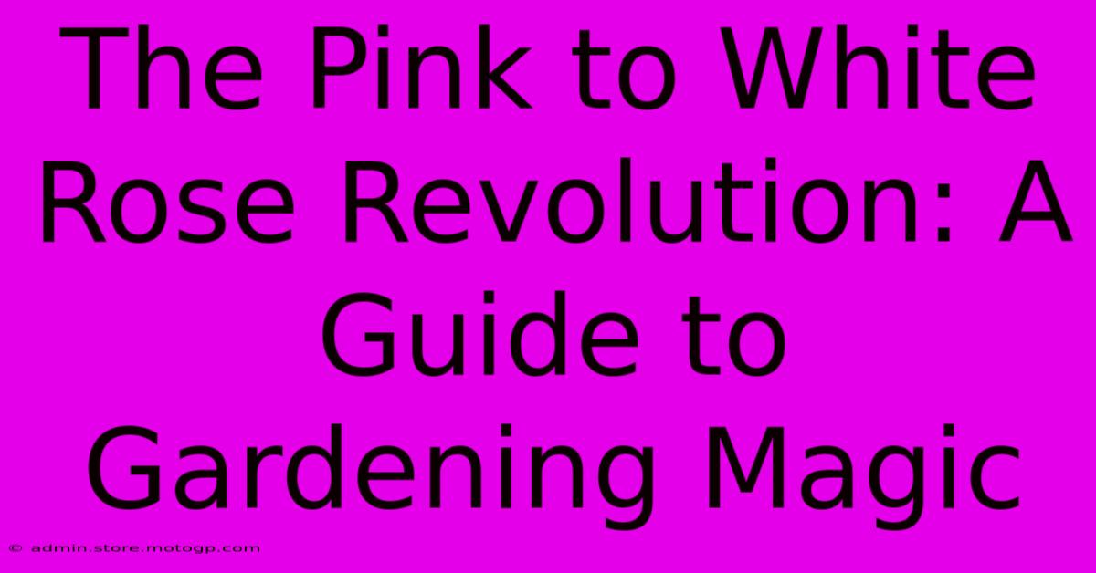 The Pink To White Rose Revolution: A Guide To Gardening Magic