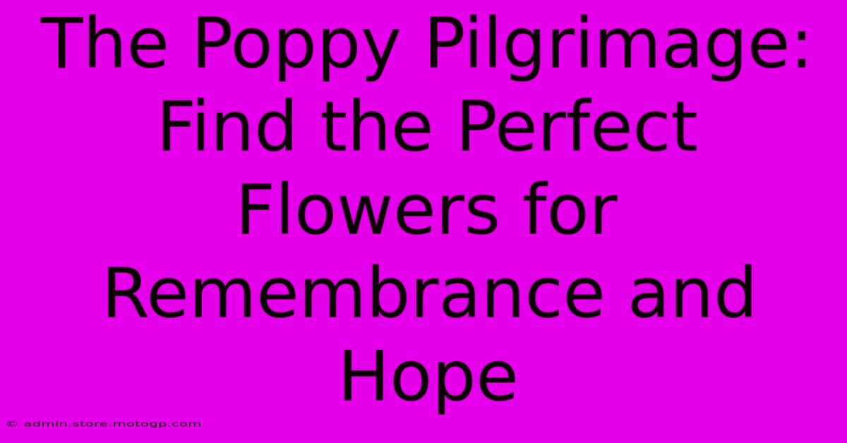 The Poppy Pilgrimage: Find The Perfect Flowers For Remembrance And Hope