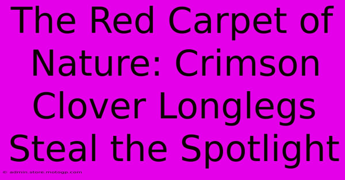 The Red Carpet Of Nature: Crimson Clover Longlegs Steal The Spotlight