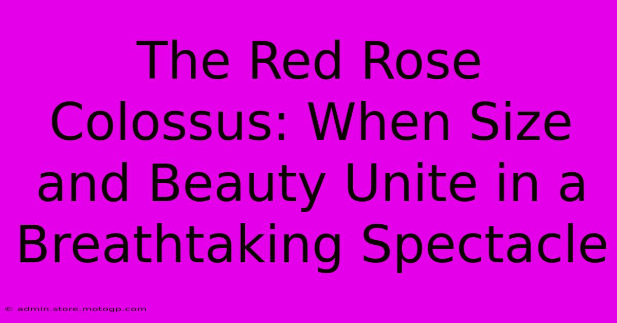 The Red Rose Colossus: When Size And Beauty Unite In A Breathtaking Spectacle