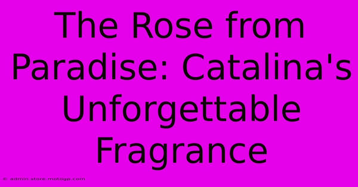 The Rose From Paradise: Catalina's Unforgettable Fragrance