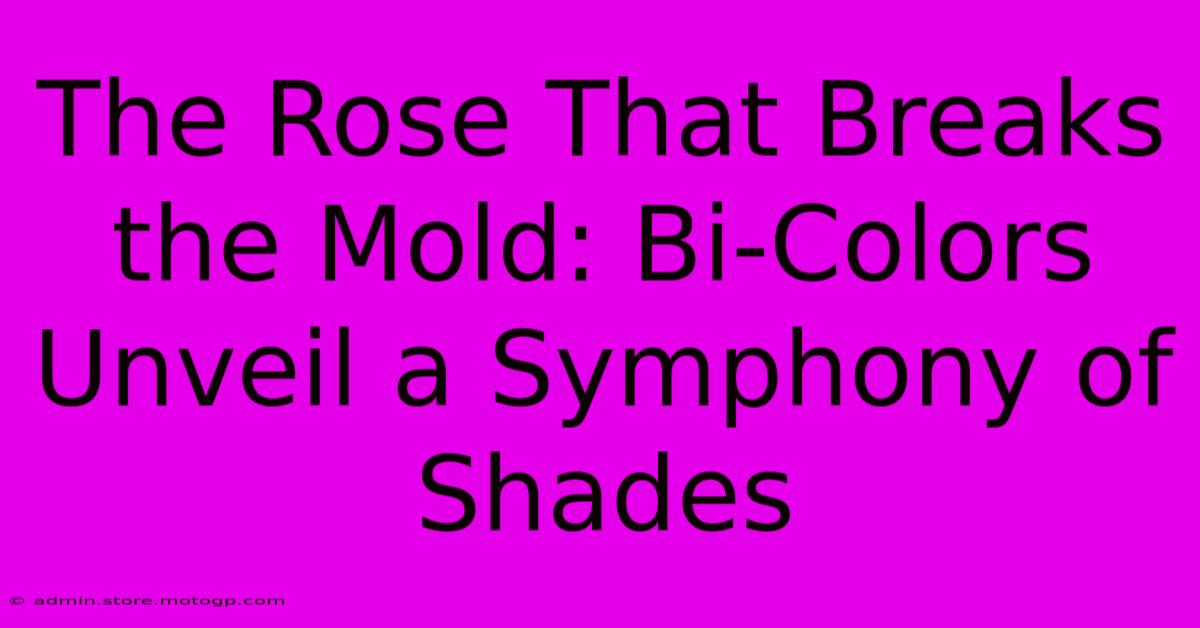 The Rose That Breaks The Mold: Bi-Colors Unveil A Symphony Of Shades