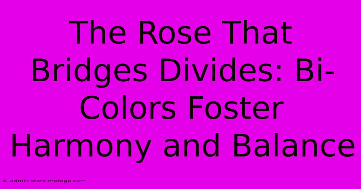 The Rose That Bridges Divides: Bi-Colors Foster Harmony And Balance