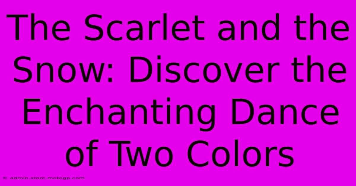 The Scarlet And The Snow: Discover The Enchanting Dance Of Two Colors