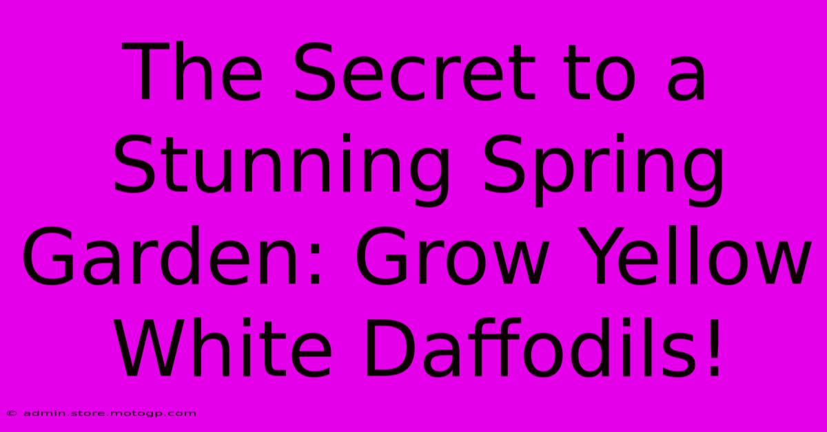 The Secret To A Stunning Spring Garden: Grow Yellow White Daffodils!