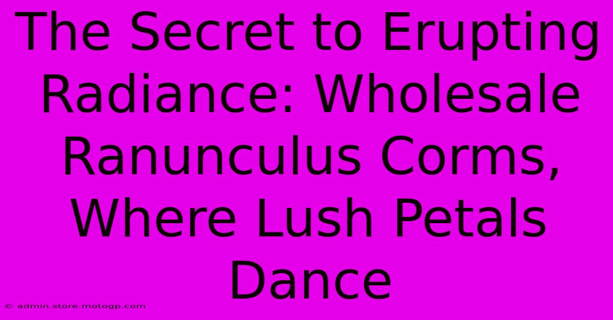 The Secret To Erupting Radiance: Wholesale Ranunculus Corms, Where Lush Petals Dance