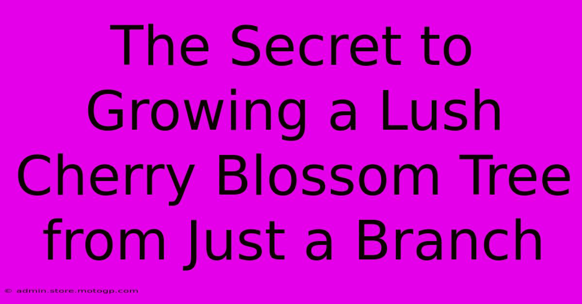 The Secret To Growing A Lush Cherry Blossom Tree From Just A Branch