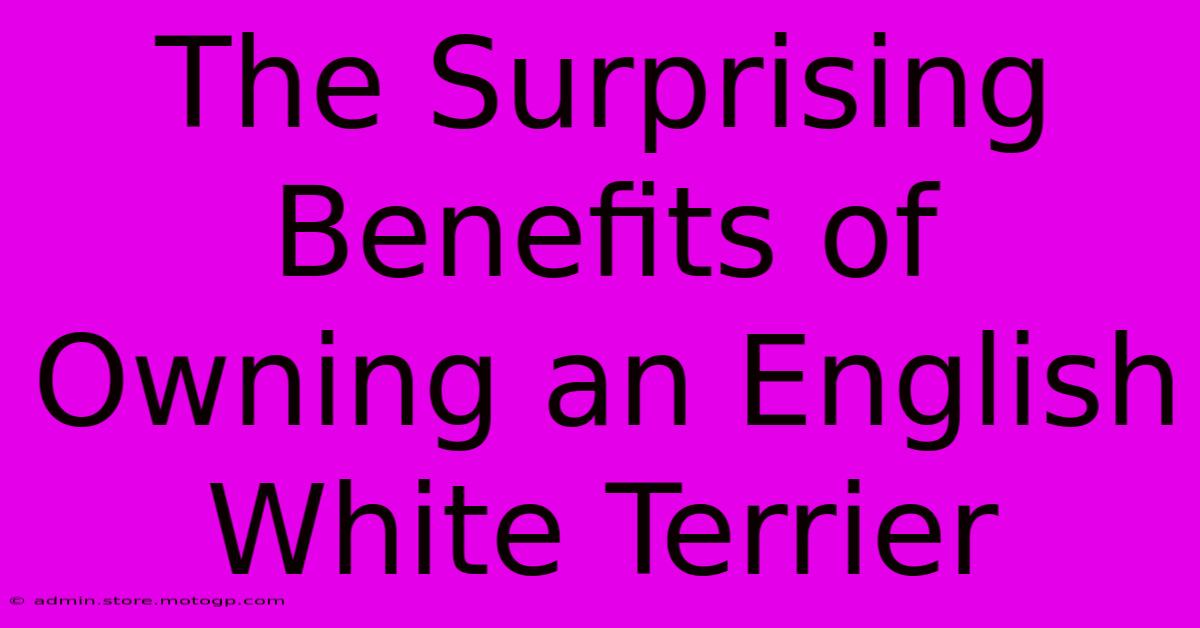 The Surprising Benefits Of Owning An English White Terrier