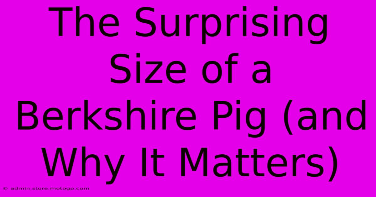 The Surprising Size Of A Berkshire Pig (and Why It Matters)