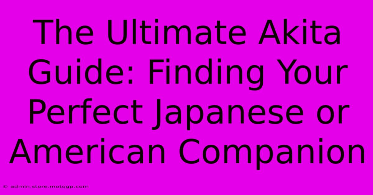 The Ultimate Akita Guide: Finding Your Perfect Japanese Or American Companion