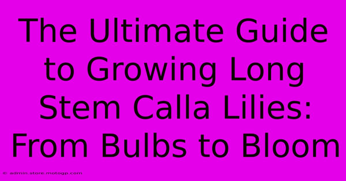 The Ultimate Guide To Growing Long Stem Calla Lilies: From Bulbs To Bloom