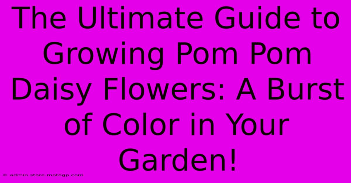 The Ultimate Guide To Growing Pom Pom Daisy Flowers: A Burst Of Color In Your Garden!