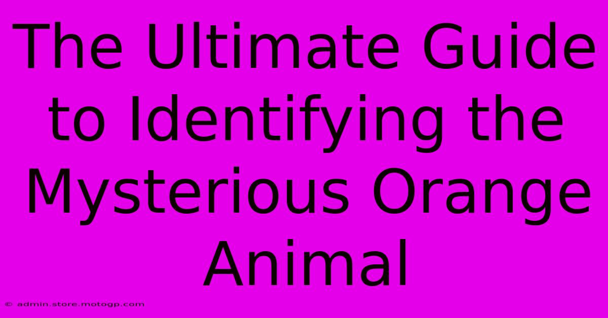 The Ultimate Guide To Identifying The Mysterious Orange Animal