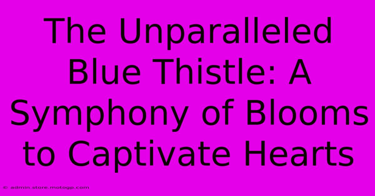 The Unparalleled Blue Thistle: A Symphony Of Blooms To Captivate Hearts