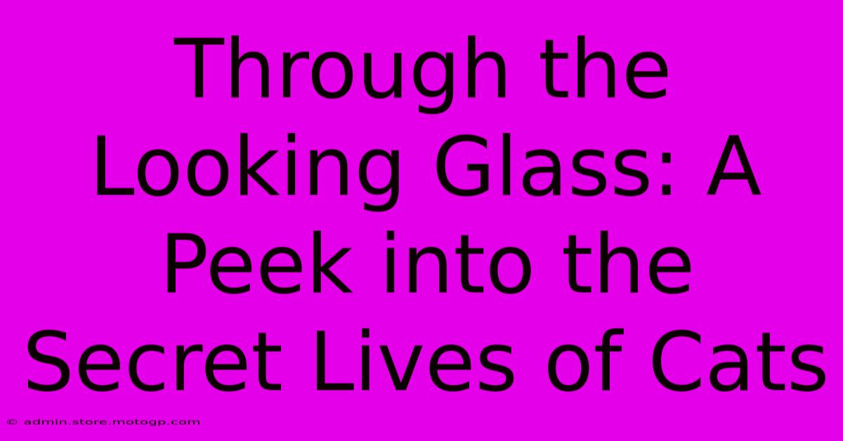 Through The Looking Glass: A Peek Into The Secret Lives Of Cats