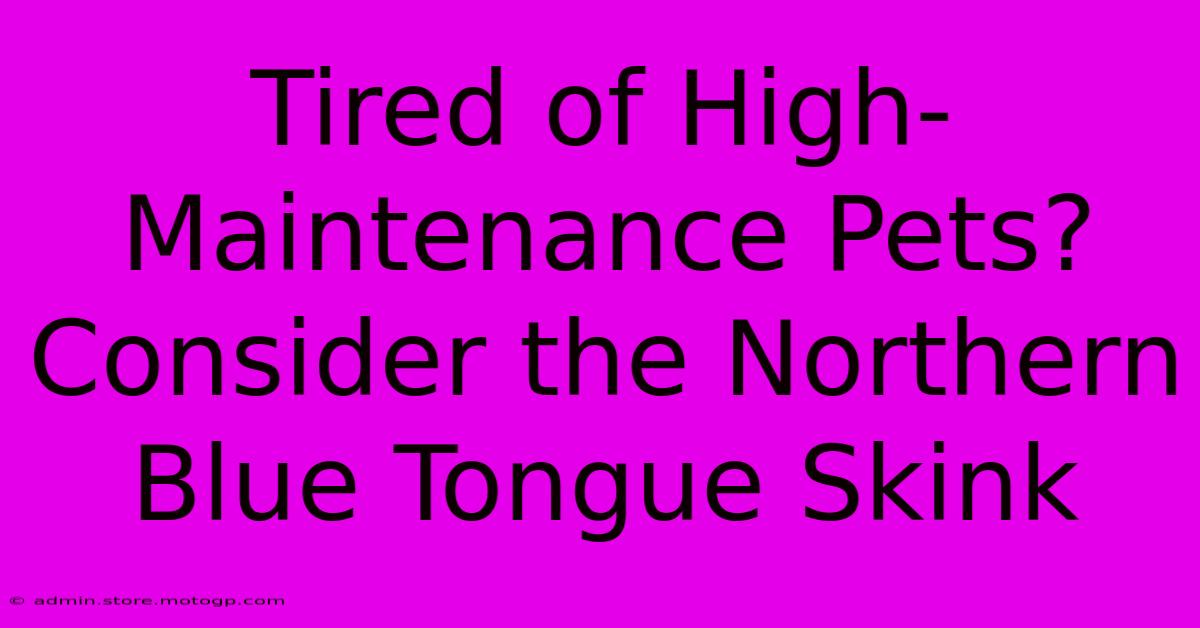 Tired Of High-Maintenance Pets? Consider The Northern Blue Tongue Skink