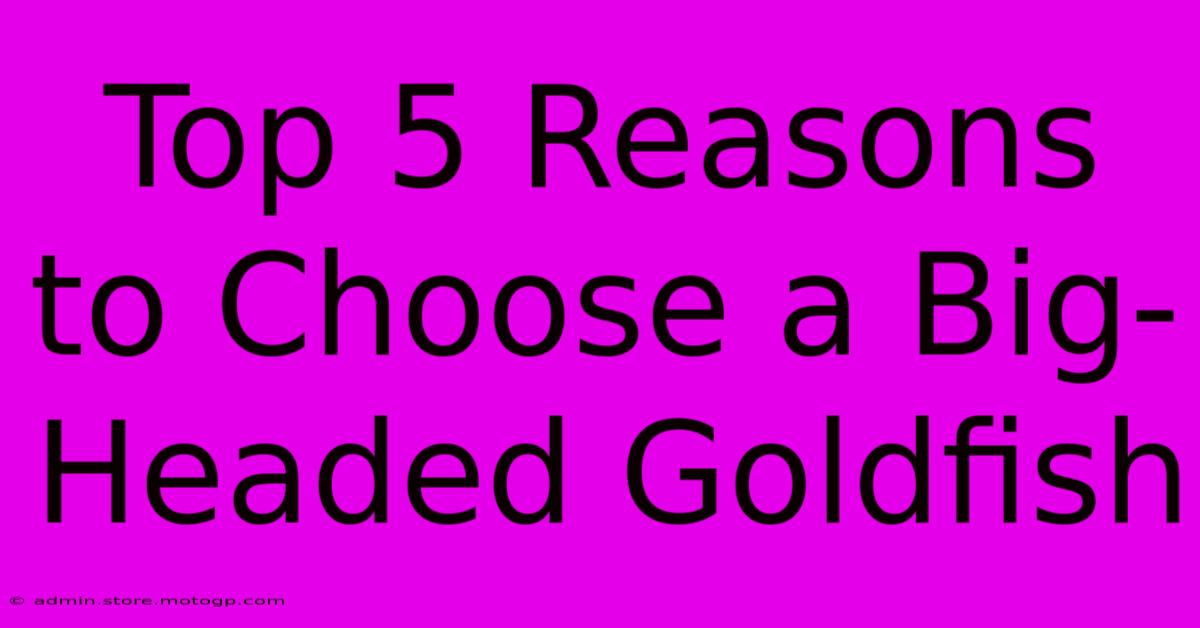 Top 5 Reasons To Choose A Big-Headed Goldfish