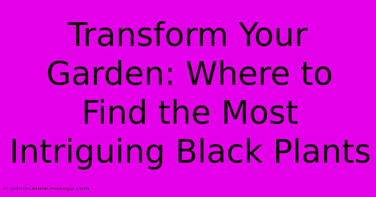 Transform Your Garden: Where To Find The Most Intriguing Black Plants