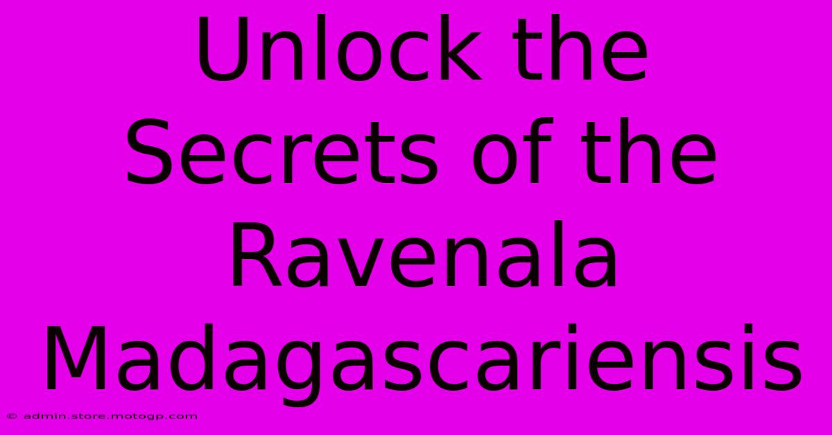 Unlock The Secrets Of The Ravenala Madagascariensis