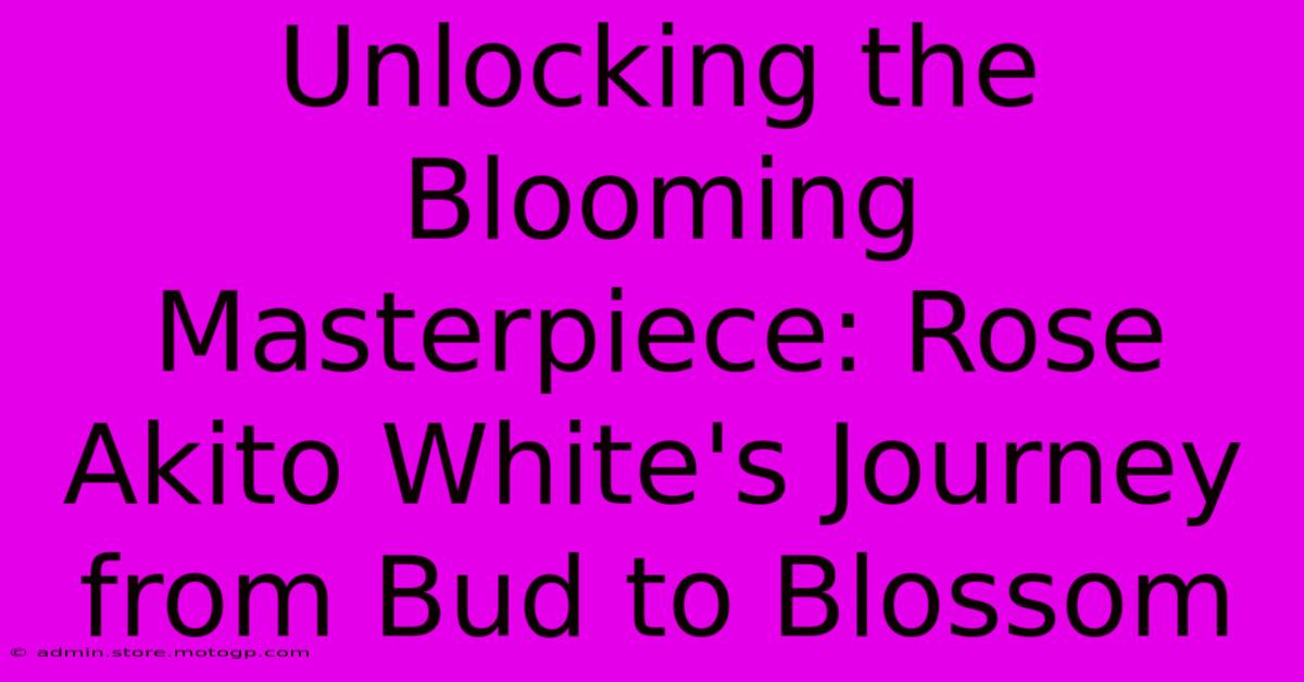 Unlocking The Blooming Masterpiece: Rose Akito White's Journey From Bud To Blossom