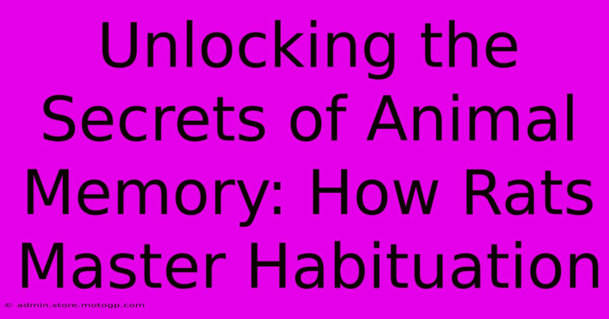 Unlocking The Secrets Of Animal Memory: How Rats Master Habituation