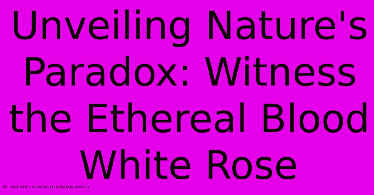 Unveiling Nature's Paradox: Witness The Ethereal Blood White Rose