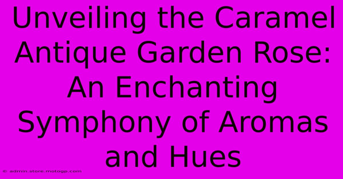 Unveiling The Caramel Antique Garden Rose: An Enchanting Symphony Of Aromas And Hues