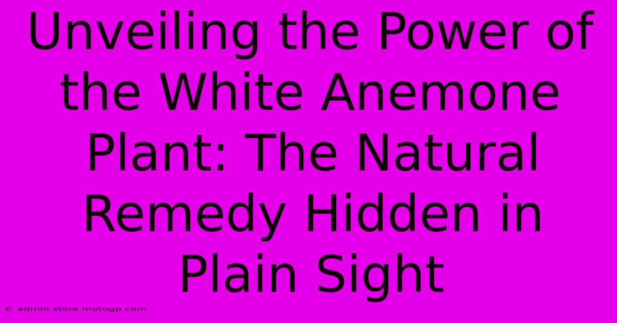 Unveiling The Power Of The White Anemone Plant: The Natural Remedy Hidden In Plain Sight