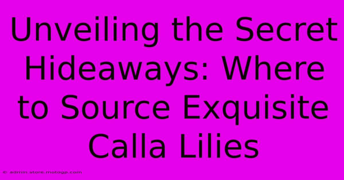 Unveiling The Secret Hideaways: Where To Source Exquisite Calla Lilies