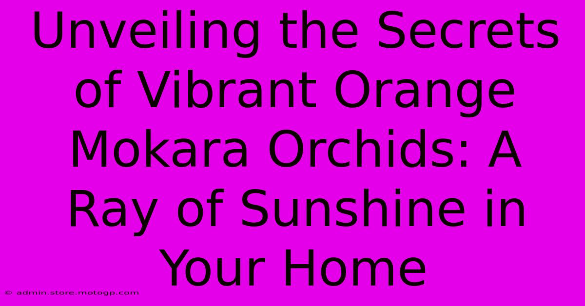 Unveiling The Secrets Of Vibrant Orange Mokara Orchids: A Ray Of Sunshine In Your Home