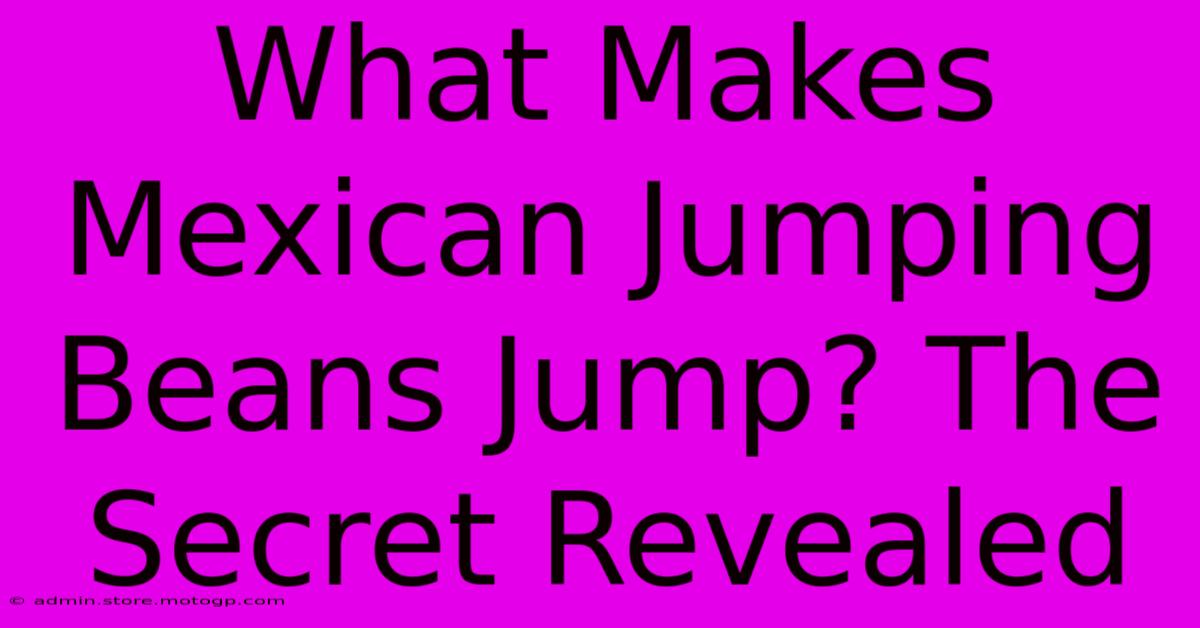 What Makes Mexican Jumping Beans Jump? The Secret Revealed