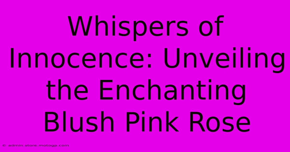 Whispers Of Innocence: Unveiling The Enchanting Blush Pink Rose