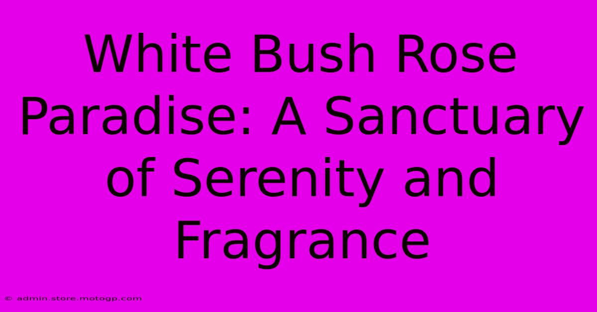 White Bush Rose Paradise: A Sanctuary Of Serenity And Fragrance