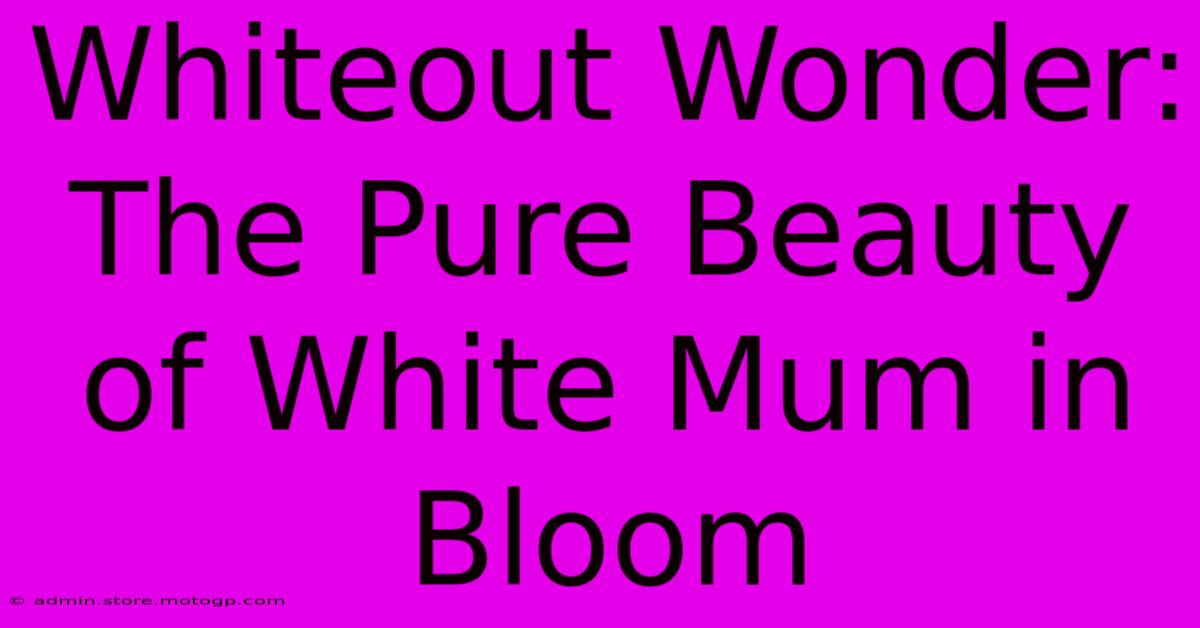 Whiteout Wonder: The Pure Beauty Of White Mum In Bloom