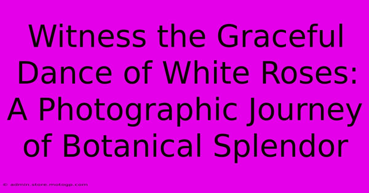 Witness The Graceful Dance Of White Roses: A Photographic Journey Of Botanical Splendor