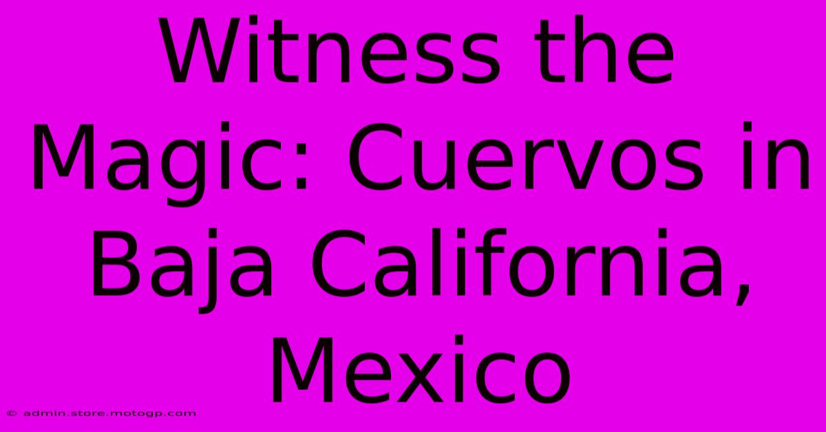 Witness The Magic: Cuervos In Baja California, Mexico