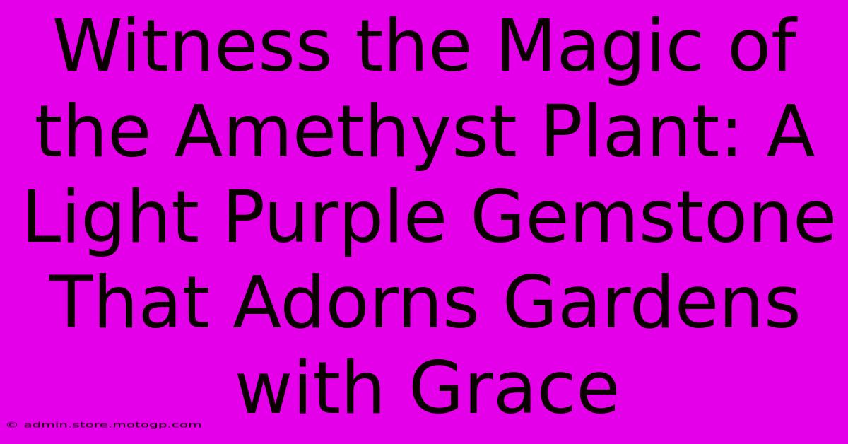 Witness The Magic Of The Amethyst Plant: A Light Purple Gemstone That Adorns Gardens With Grace