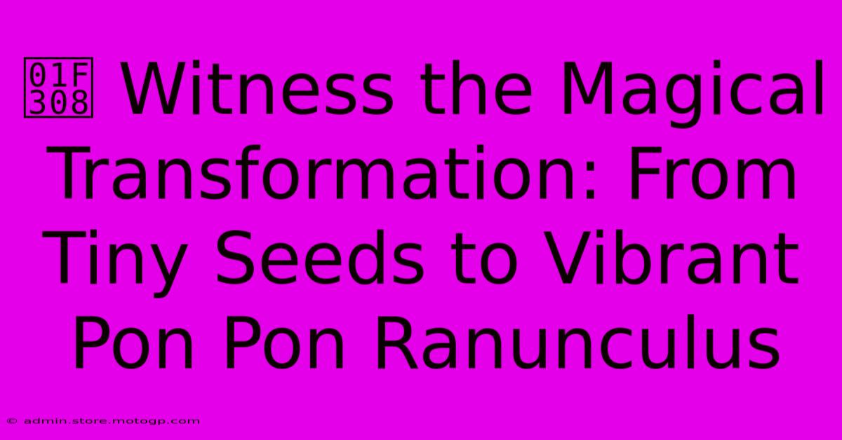 🌈 Witness The Magical Transformation: From Tiny Seeds To Vibrant Pon Pon Ranunculus