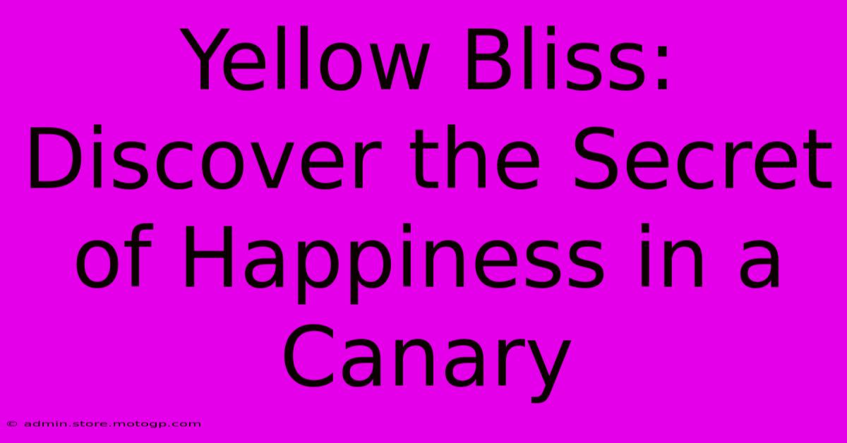 Yellow Bliss: Discover The Secret Of Happiness In A Canary