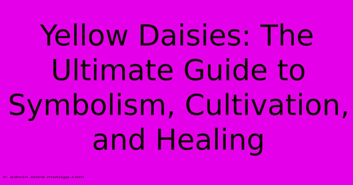 Yellow Daisies: The Ultimate Guide To Symbolism, Cultivation, And Healing