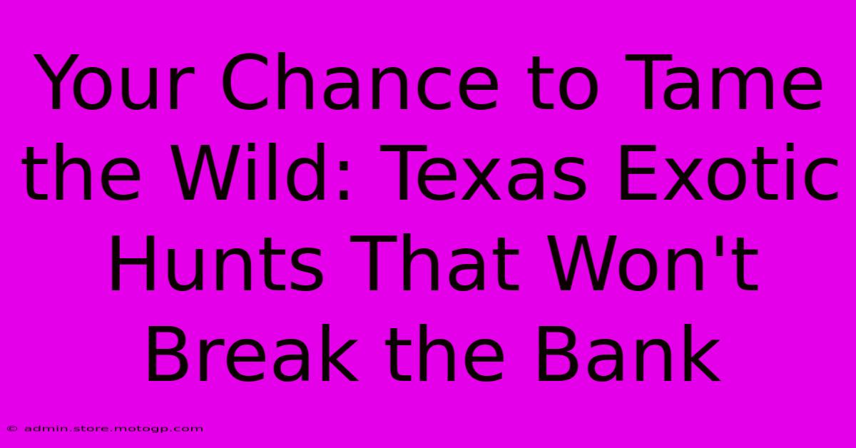 Your Chance To Tame The Wild: Texas Exotic Hunts That Won't Break The Bank