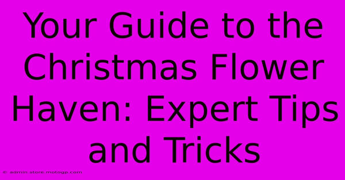 Your Guide To The Christmas Flower Haven: Expert Tips And Tricks