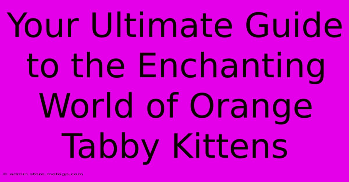 Your Ultimate Guide To The Enchanting World Of Orange Tabby Kittens